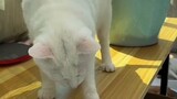 Cara mengatasi anak kucing yang gatal