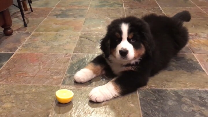 [Animals]A Bernese Mountain dog tasting lemon for the first time