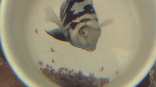 Blue polar parrot cichlid babies