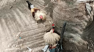 baleleng baldado vs talisayin