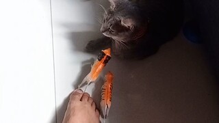 tiger vs cat
