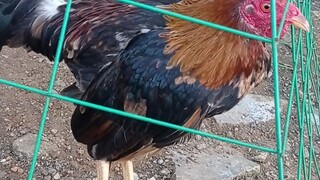 hindi pina porma ang kalaban ni chouding sayang di na videohan muntik pa mabali paa nya sa lakas💪🐓