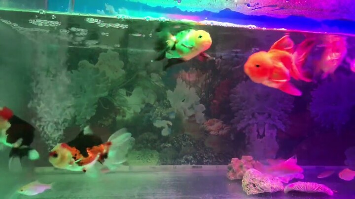 Gold fish part 3