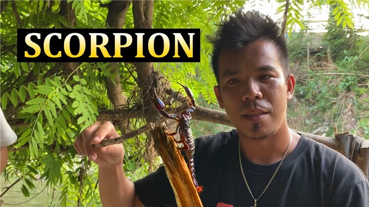 Nanghuli kami ng Scorpion