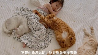 夏日午后，有7只小矮猫陪着午睡的岁月静好