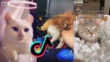 Cat Side of Tiktok - Cat TikTok Compilation #11