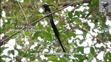 Migratory Long-tailed JAPANESE FLYCATCHER, Singapore