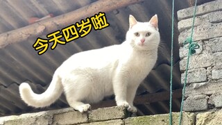 被女汉子养成狗的猫，今天四岁啦