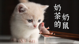 当小奶猫遇到同龄小奶鼠～内有剪奶鼠镜头！