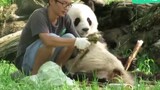 熊猫青青—蔓越煤与杨奶爸