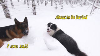 [Animals]Daily life of a border collie: Walking in winter