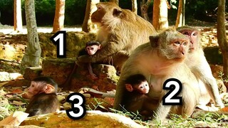 Wow Best Time For 3 New Born Monkey In Group Amber Meet To Feed Milk Very Much,Baby Monkey..