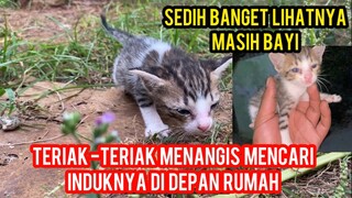 ASTAGFIRULLAH ANAK KUCING BAYI MENANGIS DI DEPAN BASECAM CATS LOVERS TV MINTA TOLONG