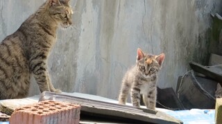 Kucing yang Sudah Lama Makan Bersamaku Membawa Anaknya Untuk Menemuiku