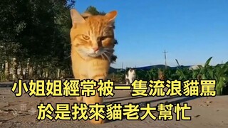 小姐姐经常被一只流浪猫骂，于是找来猫老大帮忙，他们也能为你奋不顾身