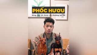 Phốc hươu phiên bản thu nhỏ của Doberman hoccungtiktok LearnOnTikTok dcgr tuitienpet