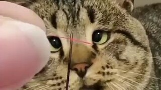 duling na pusa