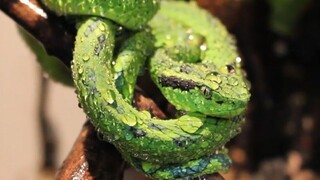 Spraying Water On These Beautiful Snakes.