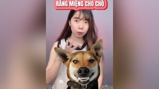 Bạn biết cách để miệng chó nhà bạn không hôi chưa? chó chó_cưng dog xuhuong hoccungtiktok LearnOnTikTok thybian