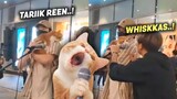 LUCU BANGET.! Pengunjung Histeris, Melihat Kucing Oren Diajak Duet Nyanyi di Kafe ~ Kucing Lucu