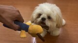 Cute Shih tzu Puppy Knows How to Hold His New Toy For Treats