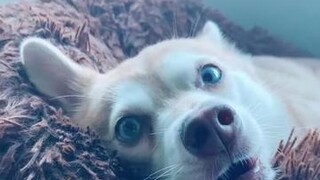 Thanks for all the love 💕 dogsoftiktok funny cutedog foryou viralvideos