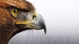 [Mixed cut of raptors | Eagles, falcons and owls] Believer (wild bird film)