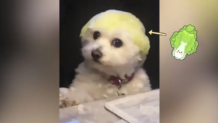 It turns out that the silly dog really exists
