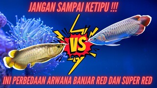 Perbedaan Arwana Banjar Red dan Super Red - Arowana Indonesia