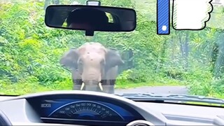 Elephant vs car