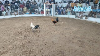 2nd fight loss                            2hits 2nd fight loss