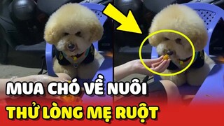 Cô gái mua chó POODLE về nuôi để thử lòng mẹ, ai dè nó thành "CON RUỘT" của mẹ luôn 😂 | Yêu Lu