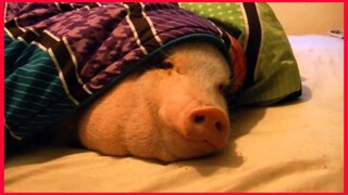 Sleeping Pig Wakes Up For A Cookie