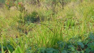 pendaki