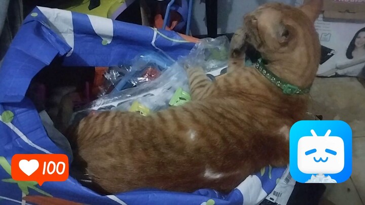 My cat's reaction to Mutya ng Section E. #ipwaveround2