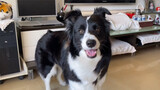 How Much of The Human Language Can A Border Collie Understand?