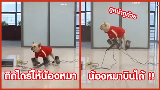 ติดไดร์ให้น้องหมา แล้วน้องบินได้ !! ( รวมคลิปฮาพากย์นรก ) EP4