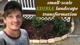 RAMPANT WEEDS to EDIBLE landscape | FINISHED product - Episode 2