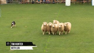 Sheepdogs: All of them! Walk in a straight line! Sheepdog compe*on at the New Zealand Country Gam