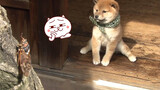 Thú cưng dễ thương | Chú chó nổi tiếng thế giới Shiba Inu