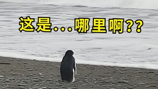 南极企鹅迷路3200公里游到新西兰，兴奋上岸后一脸懵：这是哪啊？