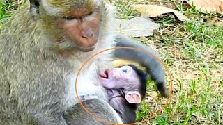 OMG, Cute Newborn Monkey Jason Hungry Milk​ Like That, Mom Jill Hurt​ ​Milk​ While Her Baby Sucking