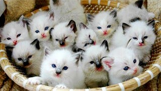 OMG So Cute Cats ♥ Best Funny Cat Videos 2021 #116