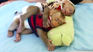 Mom Comfort Two Baby Monkey Sleep | Smart Little Maki Sleep Hug Cute Baby Maku Very Warming Midday