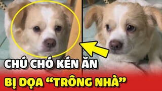 Chú chó bị mẹ dọa cho TRÔNG NHÀ nếu vẫn KÉN ĂN 😂 | Yêu Lu