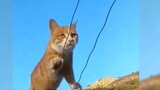 How do cats become cute and powerful at the same time? High-energy moments for cats with full level