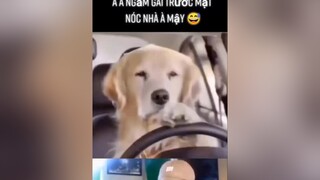 Dám ngắm gái trước mặt nóc nhà hả mậy😂fypシ animals thucungvuinhon thucung pet animals yeudongvat foryou