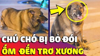 Cảm động chú chó bị 'BỎ ĐÓI' đến nỗi 'GẦY TRƠ XƯƠNG' ở quán ăn làm ai cũng rơi nước mắt 😂 Gâu Đần