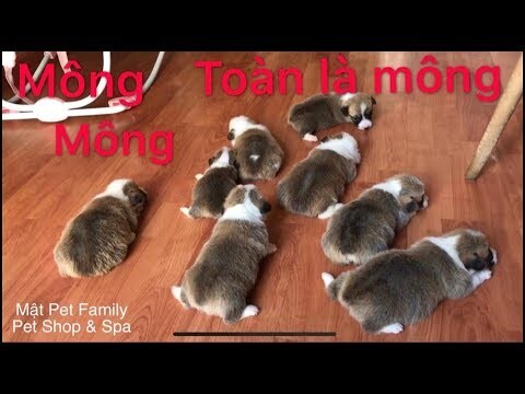 1 dàn chân ngắn , mông to siêu quậy . Corgi con 25 ngày tuổi siêu cute . Corgi Puppy