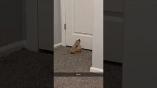 Funny animal videos I found on Instagram and Tiktok #shorts